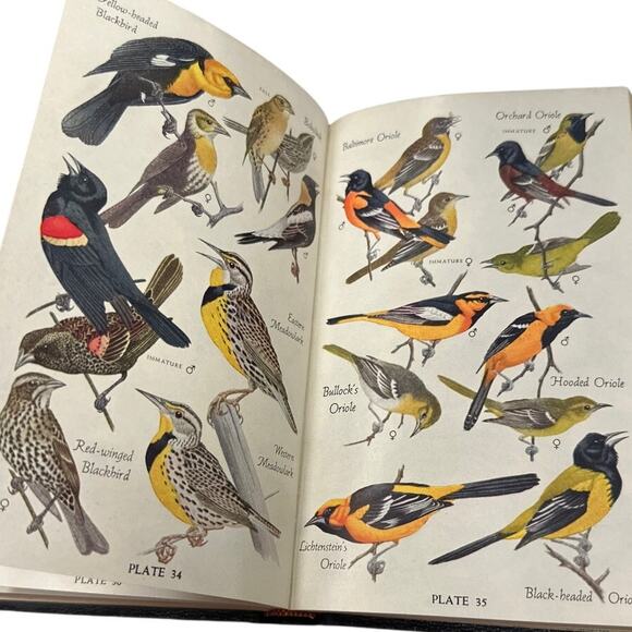 Audubon Bird Guide Eastern Land Birds by Richard H Pough1st Edition 1946 - Picture 2 of 10